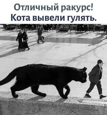 Отличный ракурс Кота вывели гулять