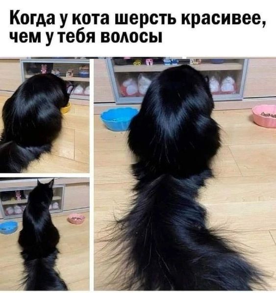 Когда у кота шерсть красивее чем у тебя волосы