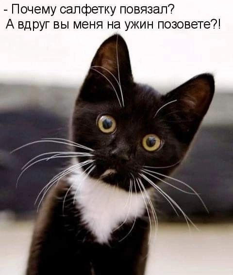 Почему салфетку повязап А вдруг вы меня на ужин позовете7