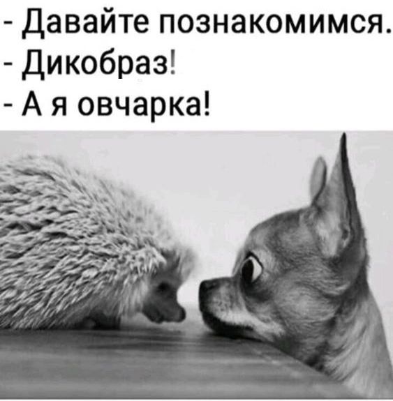 Давайте познакомимся Дикобраз А я овчарка