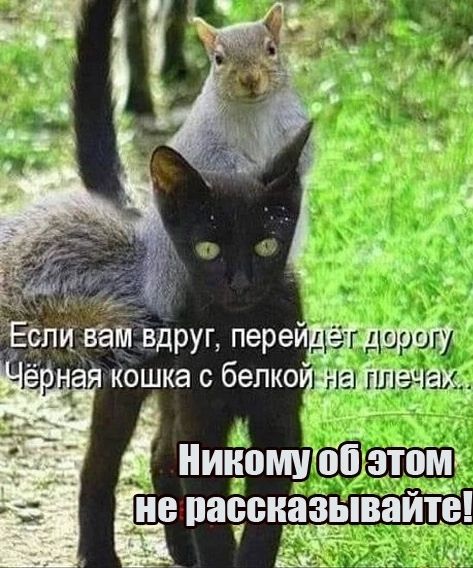 ЕСли вам вдруг пере кошка с бепкопш 9333