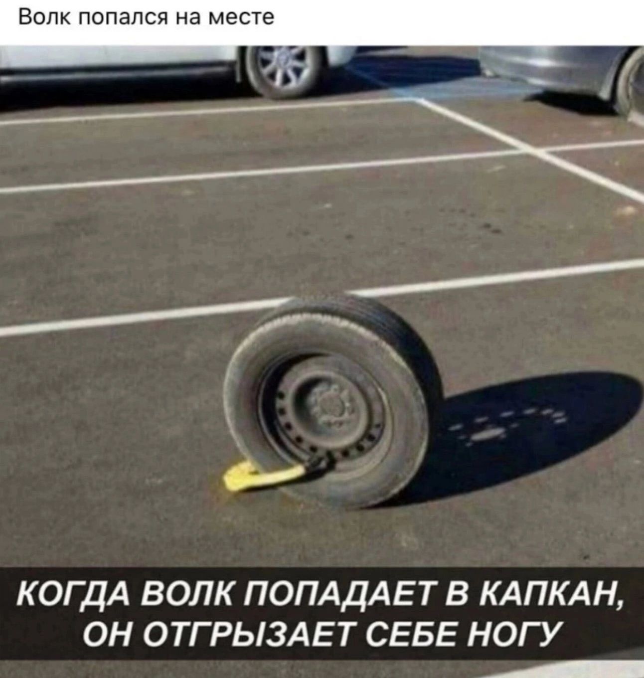ВОЛК попался на месте Я КОГДА ВОЛК ПОПАДАЕТВ КАПКАН ОН ОТГРЫЗАЕТ СЕБЕ НОГУ