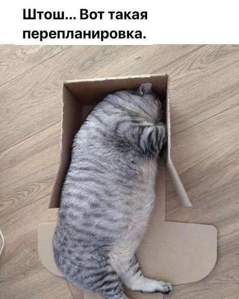 Штош Вот такая перепланировка
