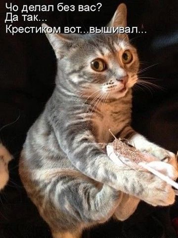 Чо делал без вас