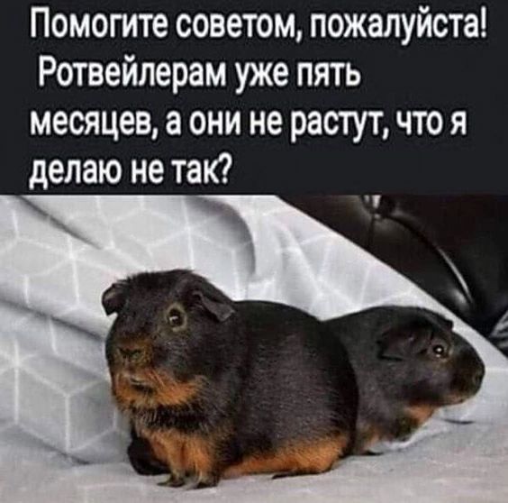 Помогите советом пожалуйста Ротвейлерам уже пять месяцев а они не растут что я делаю не так