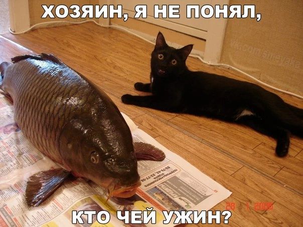 503 иги нял _ ф _