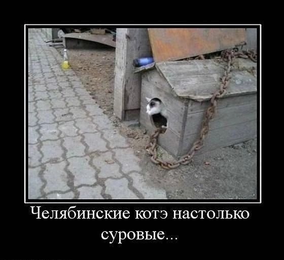 Челябинские котэ настолько суровые