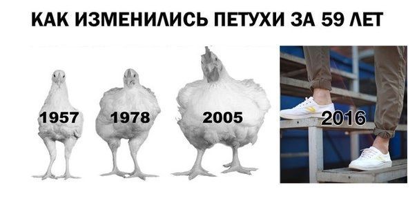 КАК ИЗМЕНИАИСЬ ПЕТУХИ ЗА 59 АЕГ