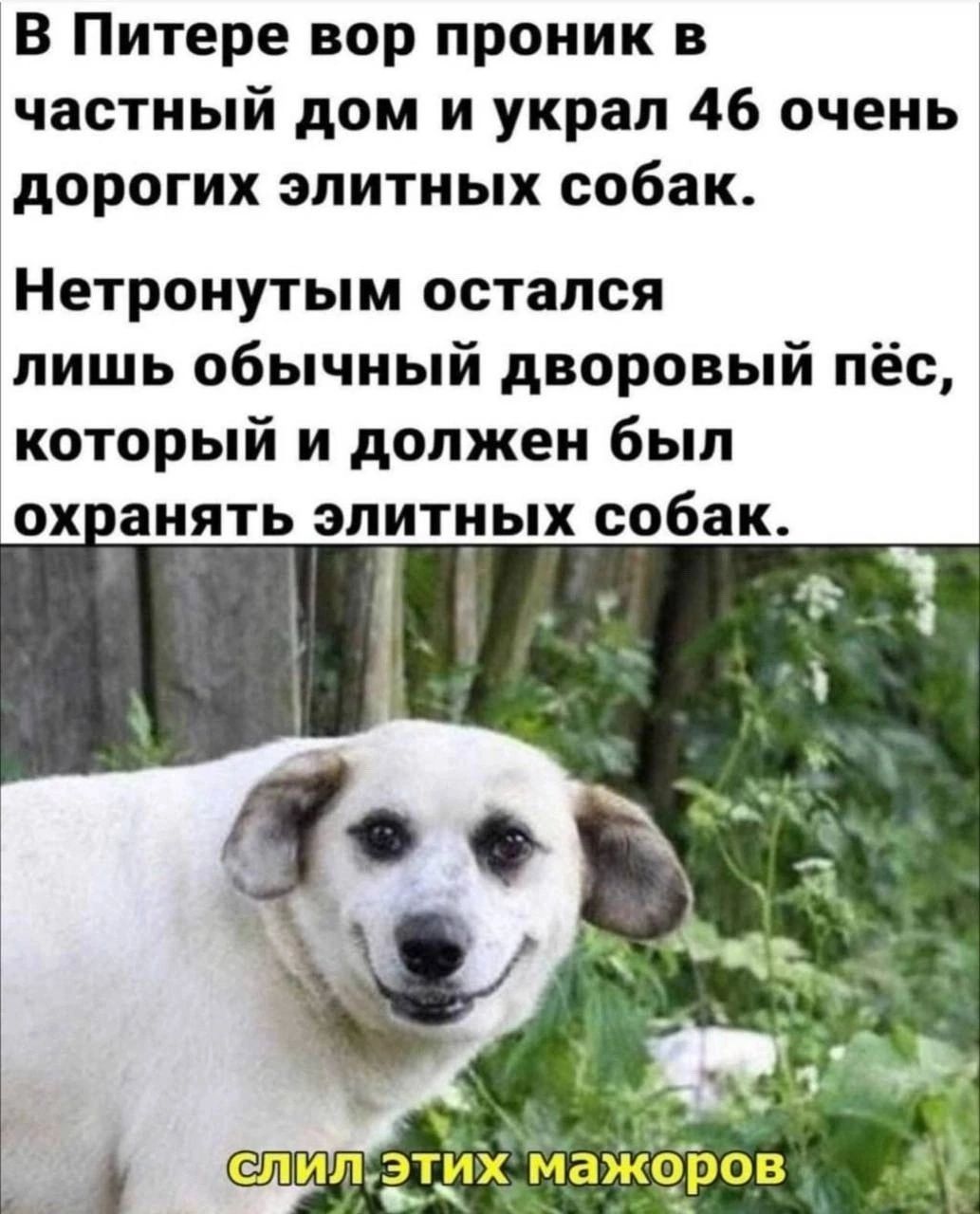 В Питере вор проник в частный дом и украл 46 очень дорогих элитных собак Нетронутым остался лишь обычный дворовый пёс который и должен был ох анять элитных собак