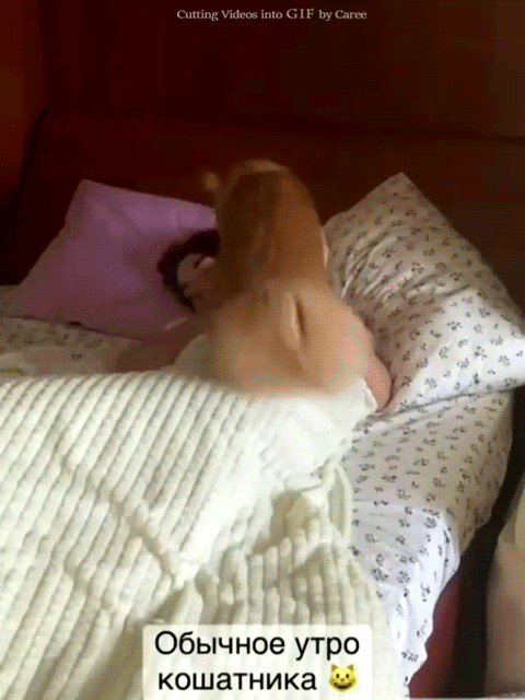 Обычное утро кошатника Н