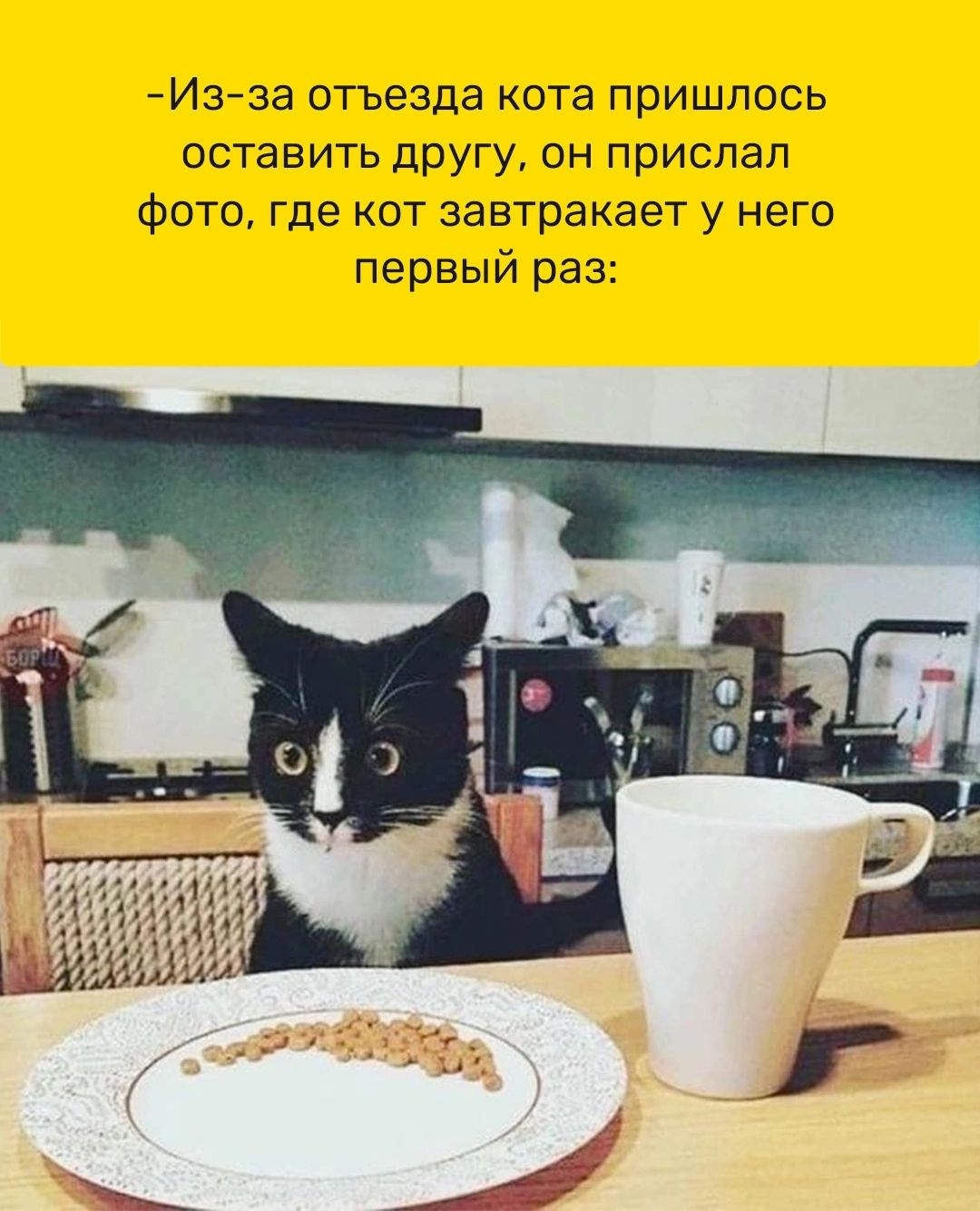Из за отъезда кота пришлось оставить другу он прислал Фото Где кот завтракает у него первый раз