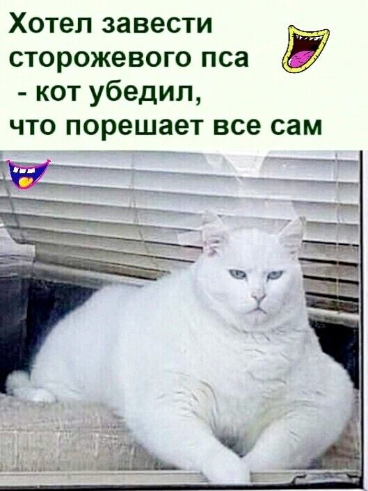 Хотел завести сторожевого пса кот убедил что порешает все сам