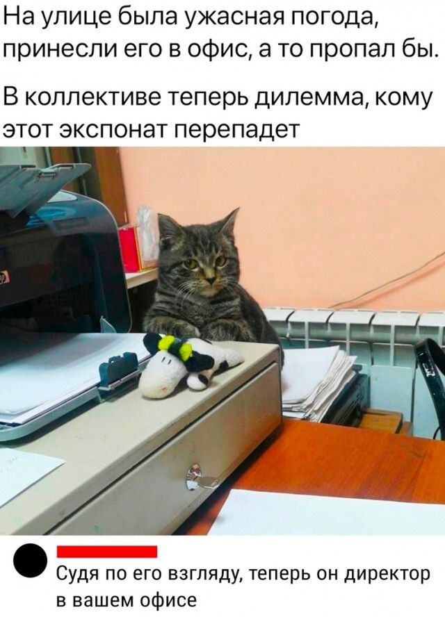 На улице была ужасная погода принесли его в офис а то пропал бы В коллективе Теперь дилемма КОМУ ЭТОТ ЭКСПОНаТ перепадет Судя по его взгляду теперь он директор в вашем офисе