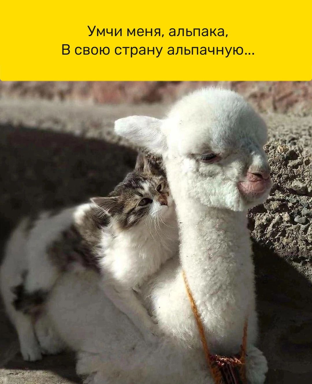 Умчи меня альпака В свою страну альпачную