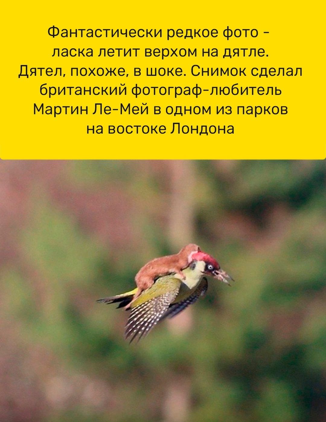 Фантастически редкое фото ласка летит верхом на дятле дятеп похоже в шоке Снимок сделал британский Фотографлюбитель Мартин Ле Мей в одном из парков н востоке Лондона