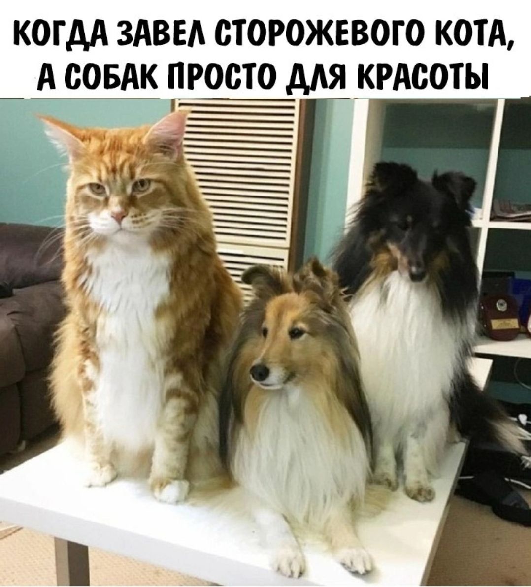 КОГДА ЗАВЕА ОТОРОЖЕВОГО КОТА А СОБАК ПР МЯ КРАСОТЫ _