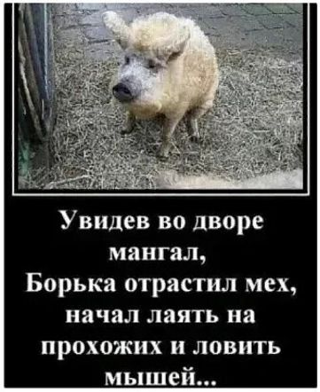 Увидев во дворе мангал Борька отрастил мех начал лаять иа прохожих и ловить мышей