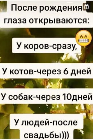 После рожденияіэ глаза открываются АА 63 У коров сразу У котовчерез 6 дней У собак через 10дней У людей после свадьбы