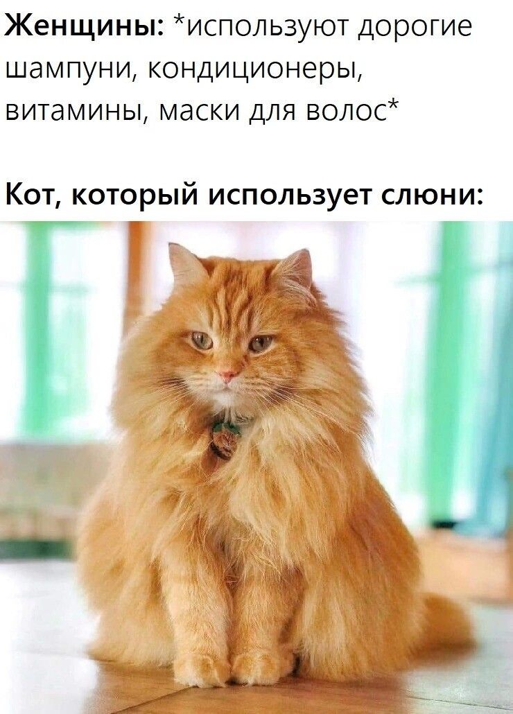 Женщины используют дорогие шампуни кондиционеры витамины маски для волос Кот который использует слюни
