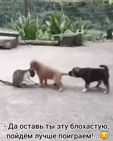 Да оставь ты эту блохастую пойдём лучше поиграем