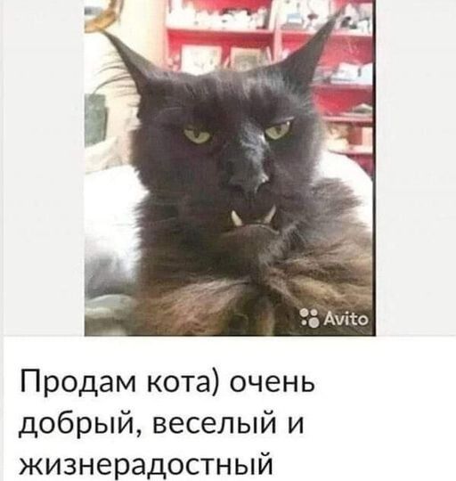 Продам кота очень добрый веселый и жизнерадостный