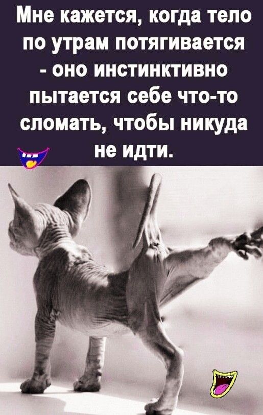 Мне кажется когда тело по утрам потягивается оно инстинктивно пытается себе что то сломать чтобы никуда не идти