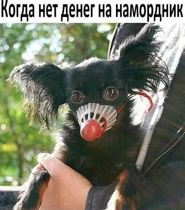 огда нет денег на намордник