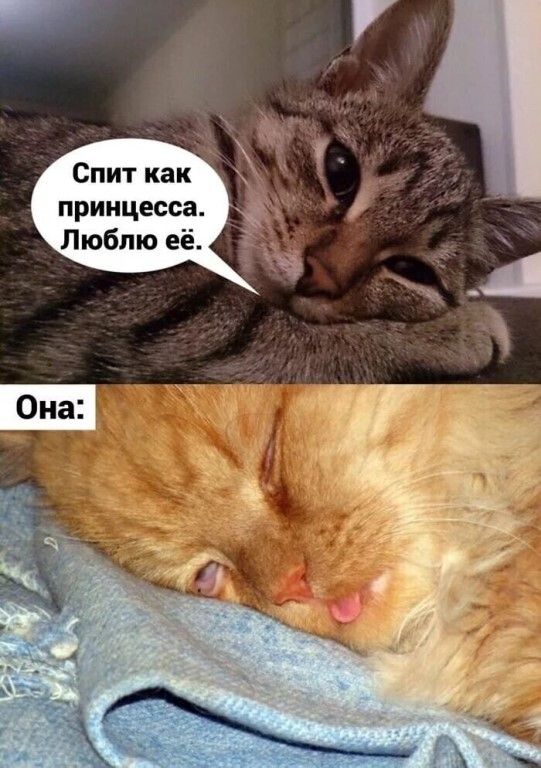 Спит как принцесса