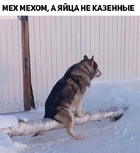 МЕХ МЕХОМ АЯЙЦА НЕ КАЗЕННЫЕ ч