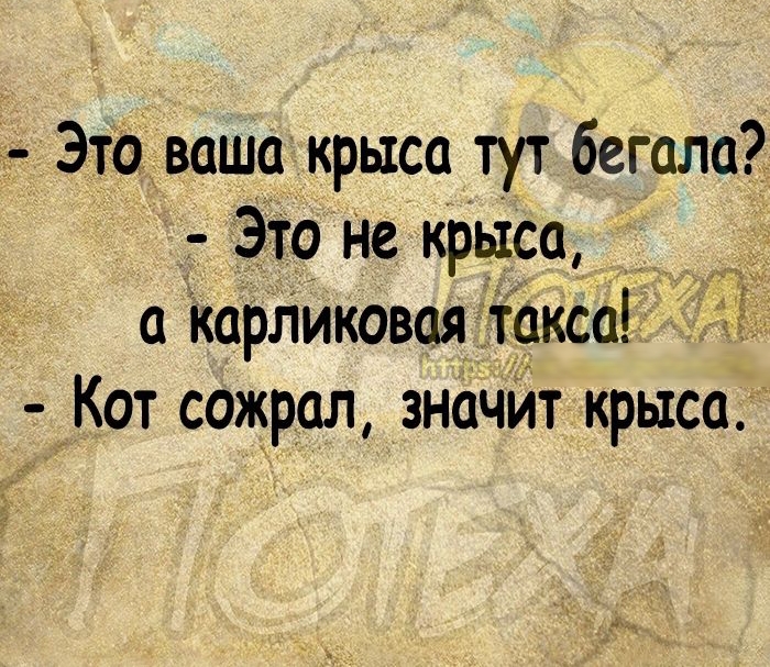 Это ваша крыса тут бегала Это не крыса _ Карликовая такса Кот сожрал значйт іірьтса