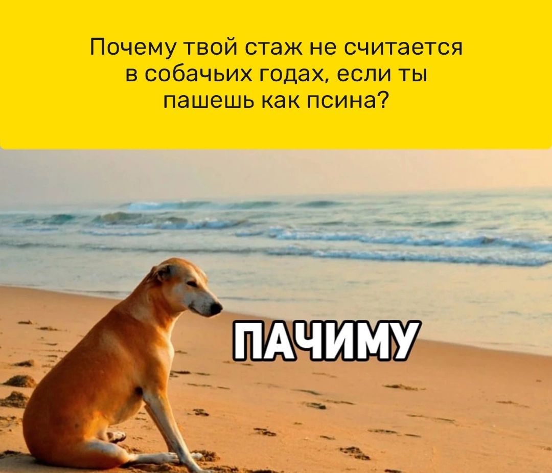 Почему твой стаж не считается в собачьих годах если ты пашешь как псина