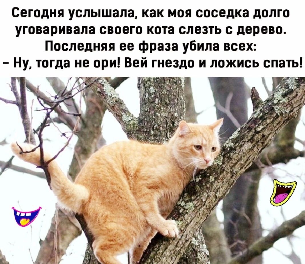 Сегодня услышала как моя соседка долго уговаривала свпегп ката слезть дерево Последняя ее фраза убила всех Ну тогда не при Вей гнездо и ложись спать