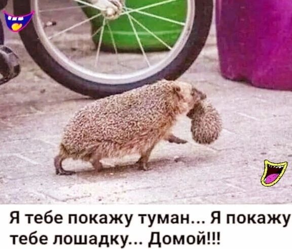 Я тебе покажу туман Я покажу тебе лошадку Домой