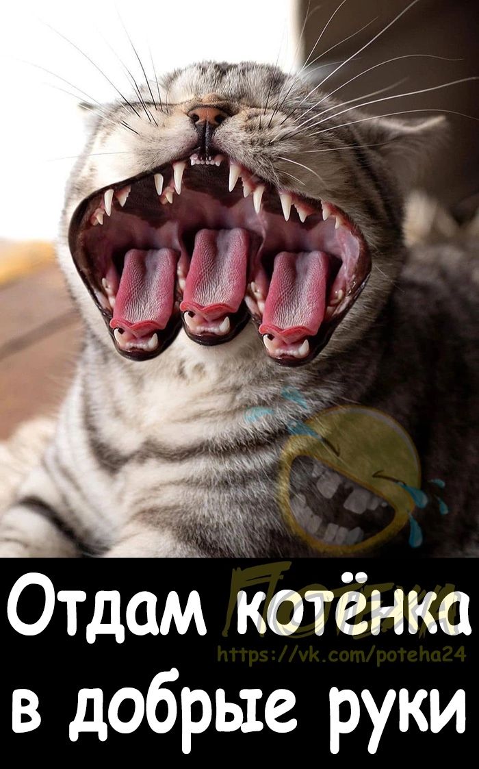 Отдам котёнка в добрые руки