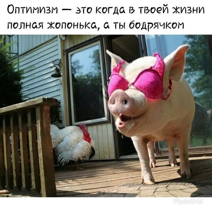 ОПТИМИЗИ ЗТО КОГДЁ Б ТБОЕЙ ЖИЗНИ ПОЛНОЯ ЖОПОНЬЖЗ ТЫ бОДРЯЧКОП
