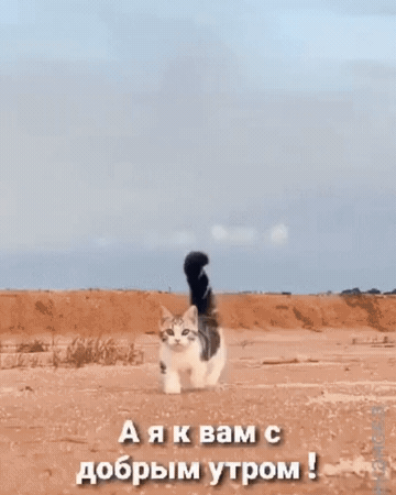 днищ шли ш