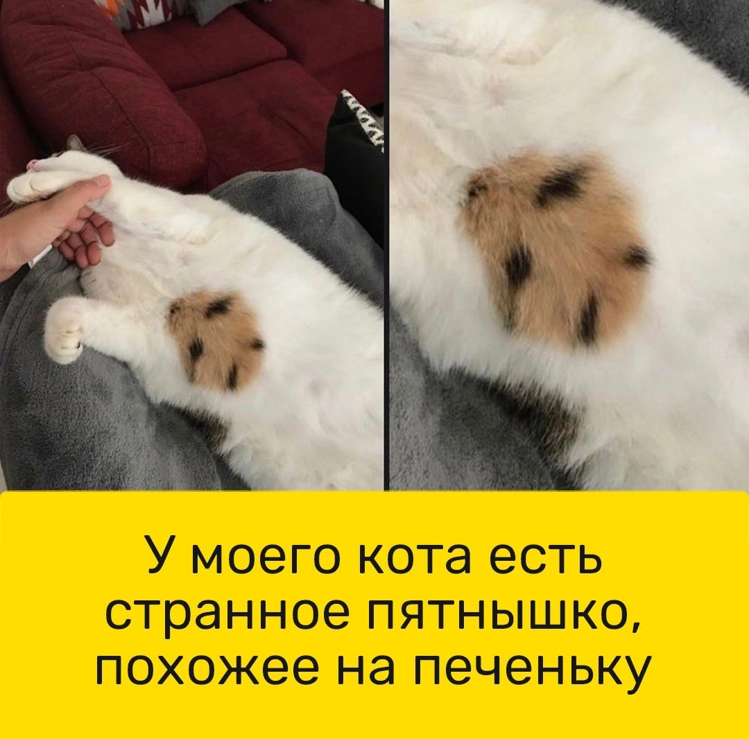 У моего кота есть странное пятнышко похожее на печеньку