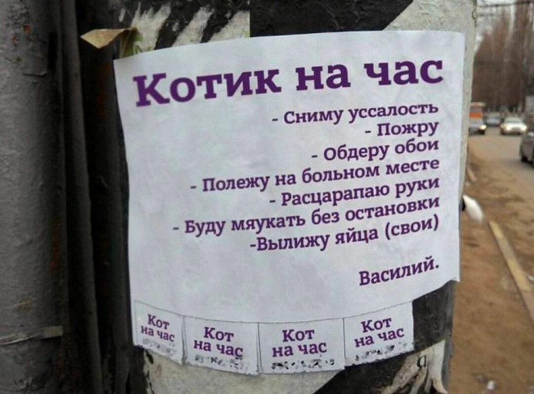 КОтик на час Сниму щ Пожру Обдвру обсм Попвжу иа больном месте Расцарапаю руки Буду Мяукать без ос _ву яйца шви Василий