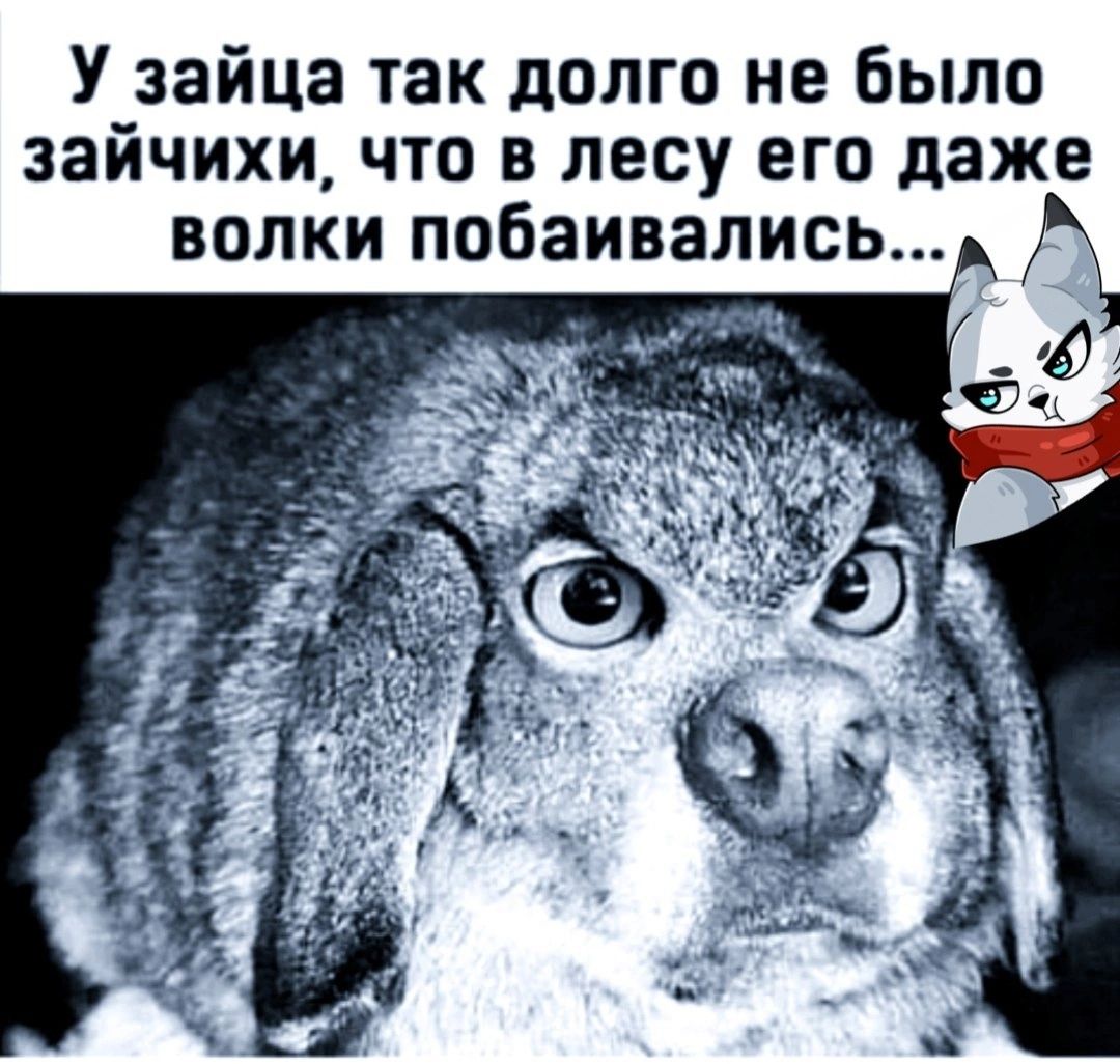 У зайца так долго не было зайчихи что в лесу его даже волки побаивались