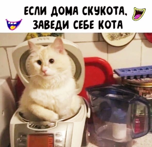 ЕСЛИ АОМЛ СКЧКОТА Ё ЗАВЕДИ СЕБЕ КОТА Ті _т _