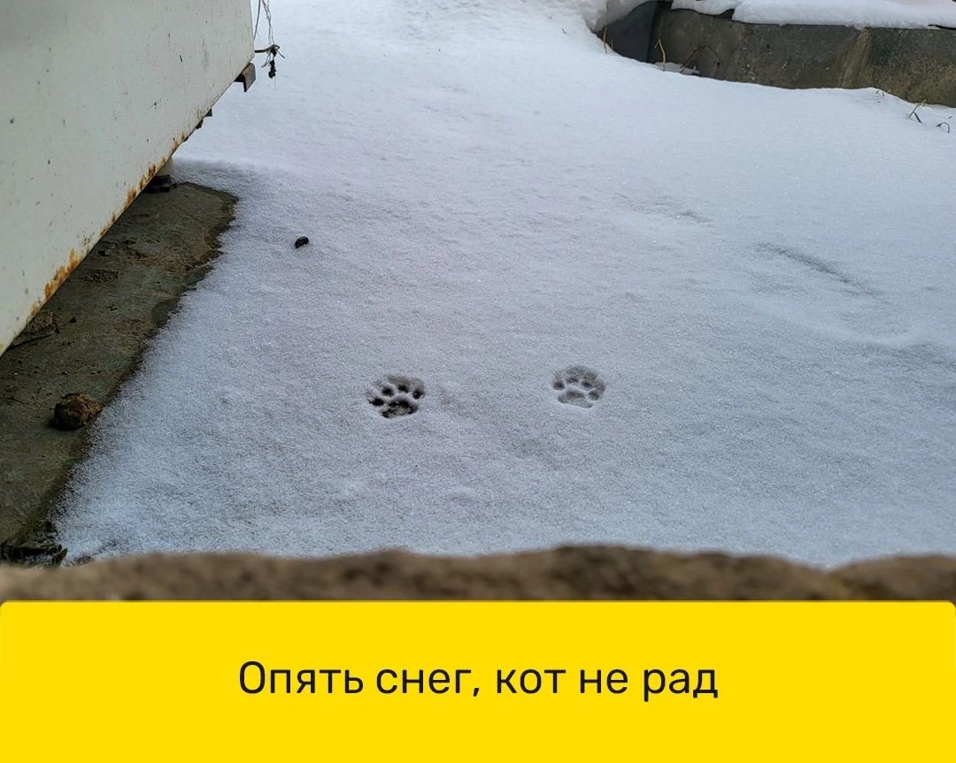 Опять СНЕГ кот не рад