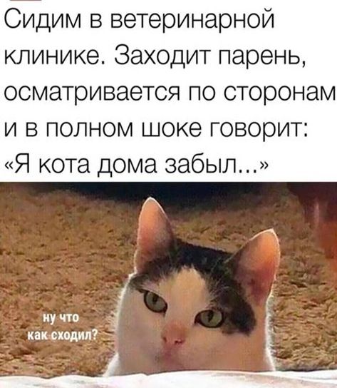 Сидим в ветеринарной клинике Заходит парень осматривается по сторонам и в полном шоке говорит Я кота дома забыл