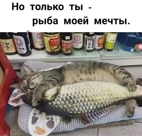 Но только ты рыба моей мечты