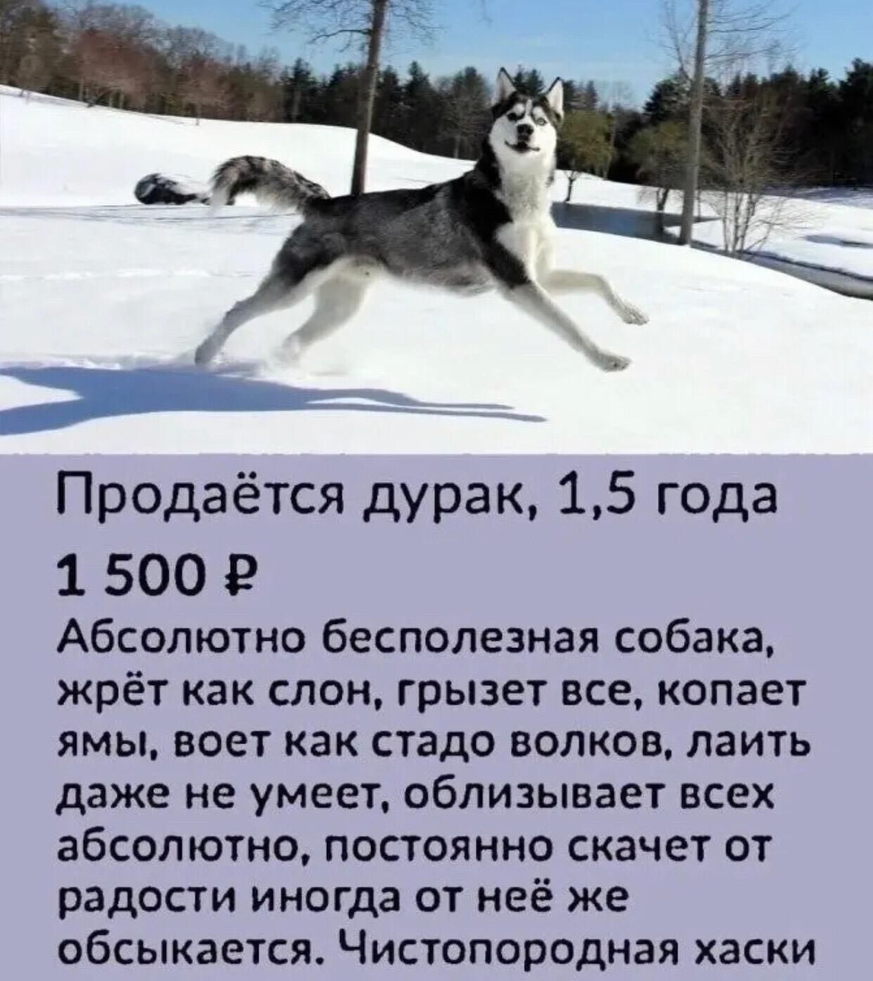 Продаётся дурак 15 года 1500 Абсолютно бесполезная собака жрёт как слон грызет все копает ямы ноет как стадо волков лаить даже не умеет облизывает всех абсолютно постоянно скачет от радости иногда от неё же обсыкается Чистопородная хаски