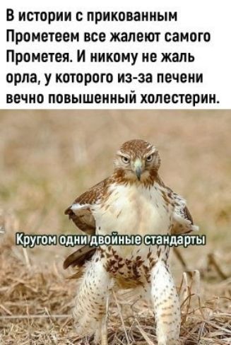 В истории прикованным Проиетеем все жалеют самого Прометея И никому не жаль орла у которого из за печени вечно повышенный холестерин