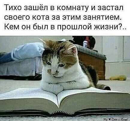 Тихо зашёл в комнату и застал своего кота за этим занятием Кем он был в прошлой жизни