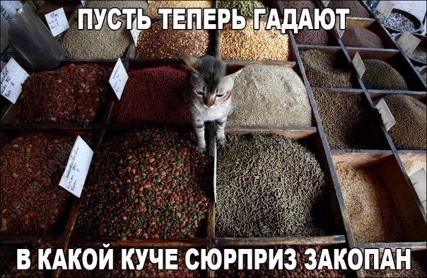 кайт В КАКОИ КУЧЕ СЮРПРИЗХДА