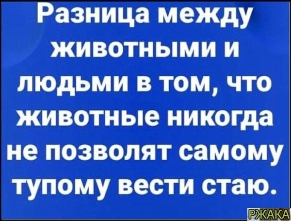 животными и людьми в том что животные никогда не позволят самому тупому вести стаю