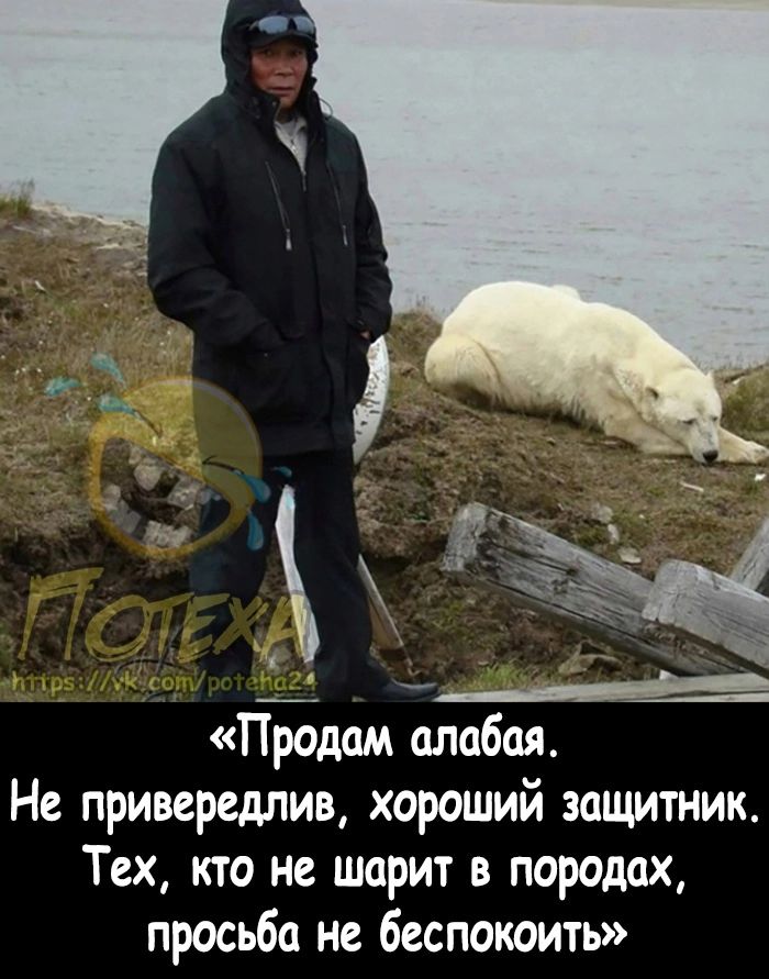 _ Продам алабая Не привередлив хороший защитник Тех кто не шприт в породах просьба не беспокоить
