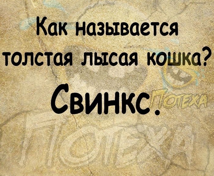Как называется толстая лысая кошка Свинксъ